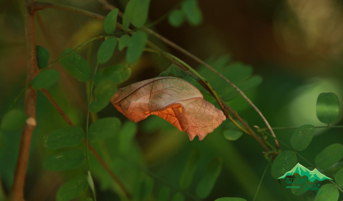 Troides darsius Gray, 1852